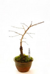 【※現在販売調整中】【数量限定】京都小鉢（ミニ盆栽）京桜シリーズ 平安紅しだれ桜（信楽焼き）
