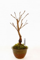 【※現在販売調整中】【数量限定】 京都小鉢（ミニ盆栽）京桜シリーズ 普賢象桜（ふげんぞう）