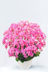 京都 お誂えミニ胡蝶蘭  ピンク系 20本立