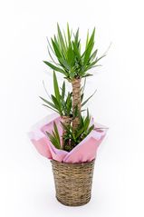 京都 観葉植物 ユッカ（中型サイズ）