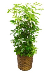 京都 観葉植物 カポック（シェフレラ）（中型サイズ）