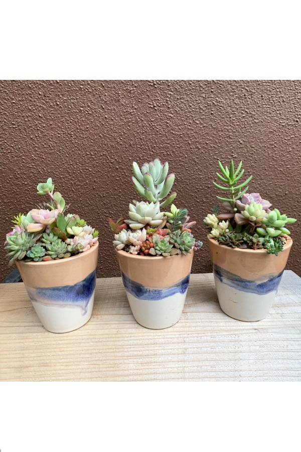 22年 母の日数量限定 楽しみ方いっぱいの多肉植物の寄せ植え 胡蝶蘭 フラワーギフト通販の京都花室おむろ 22年 母の日数量限定 楽しみ方いっぱいの多肉植物の寄せ植え 胡蝶蘭 フラワーギフト通販の京都花室おむろ