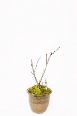 【※現在販売調整中】【数量限定】京都小鉢（ミニ盆栽）京桜シリーズ 陽光桜（ようこう）