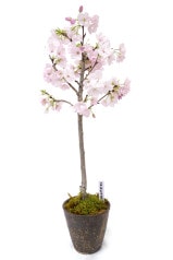 【2025年 数量限定】 京都小鉢（ミニ盆栽） 京桜シリーズ おむろ盆桜 特別仕立て （信楽焼）