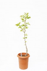 【※現在販売調整中】【数量限定】 京都小鉢（ミニ盆栽）京桜シリーズ 有明桜（ありあけ） 苗木