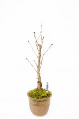 【※現在販売調整中】【数量限定】京都小鉢（ミニ盆栽）京桜シリーズ 啓翁桜（けいおう）