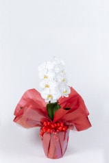 京都 定番胡蝶蘭 (白大輪) 1本立S