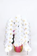 京都 定番胡蝶蘭 (白大輪) 3本立LL