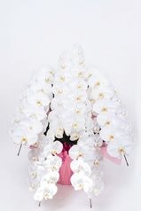 京都 定番胡蝶蘭 (白大輪) 5本立M