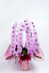 京都 定番胡蝶蘭 (ピンク大輪) 2本立L