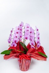 京都 定番胡蝶蘭 (ピンク大輪) 3本立S