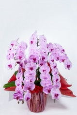 京都 定番胡蝶蘭 (ピンク大輪) 5本立L