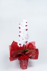 京都 定番胡蝶蘭 (紅白大輪) 1本立S