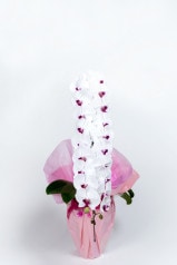 京都 定番胡蝶蘭 (紅白大輪) 1本立L