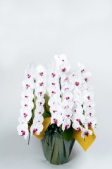 京都 定番胡蝶蘭 (紅白大輪) 3本立L