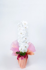 京都 おむろ胡蝶蘭 (白大輪) 1本立L