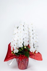 京都 おむろ胡蝶蘭 (白大輪) 3本立LL