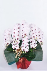 京都 お誂えはんなり胡蝶蘭 (大輪) 8本立 梅