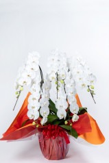 京都 おむろ胡蝶蘭 (白大輪) 5本立L