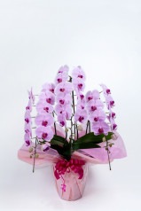 京都 定番胡蝶蘭 (ピンク大輪) 3本立L