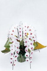 京都 定番胡蝶蘭 (紅白大輪) 5本立L