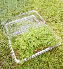 【数量限定】 京都産 特選ハイゴケ