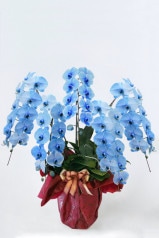 【お届けまでに10営業日以上】京都 色付き胡蝶蘭 青色 5本立