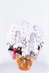 京都 お誂えはんなり胡蝶蘭 (大輪) 6本立 梅