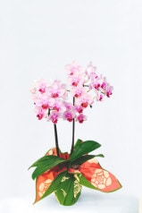 京都 ミニ胡蝶蘭 京風呂敷包み 2本立 薄ピンク系