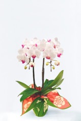 京都 ミニ胡蝶蘭 京風呂敷包み 2本立 紅白