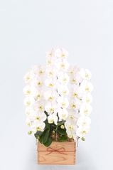 京都 はんなり胡蝶蘭 (白大輪) 特選升 (京都 北山杉使用) 3本立 竹