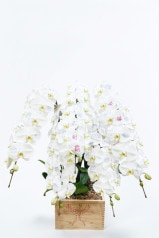 【要 別途お見積り 】京都 手染め胡蝶蘭 特選升 (京都 北山杉使用) 5本立