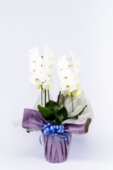 京都 お供え胡蝶蘭 2本立