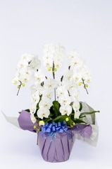 京都 お供え胡蝶蘭 5本立