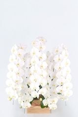 京都 はんなり胡蝶蘭 (白大輪) 特選升（京都 北山杉使用）5本立 竹