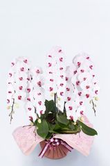 京都 はんなり胡蝶蘭 （紅白大輪） 5本立 竹