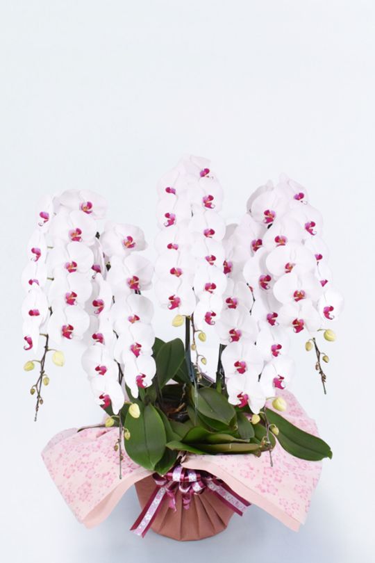 京都 はんなり胡蝶蘭 （紅白大輪） 5本立 竹