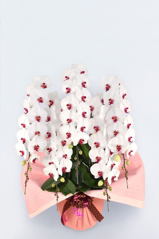 京都 はんなり胡蝶蘭 （紅白大輪） 5本立 竹