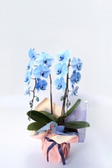 京都 色付き胡蝶蘭 青色 2本立