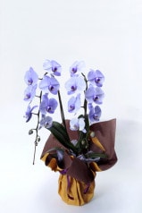 京都 色付き胡蝶蘭 紫色 2本立