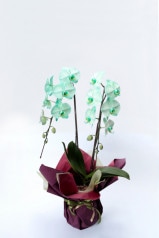 京都 色付き胡蝶蘭 緑色 2本立