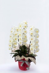 【お届けまでに10営業日以上】京都 色付き胡蝶蘭 黄色 3本立