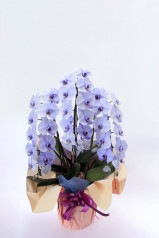 京都 色付き胡蝶蘭 紫色 3本立