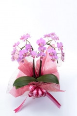 京都 ミニ胡蝶蘭 濃ピンク 2本立