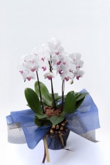 京都 ミニ胡蝶蘭 紅白 3本立