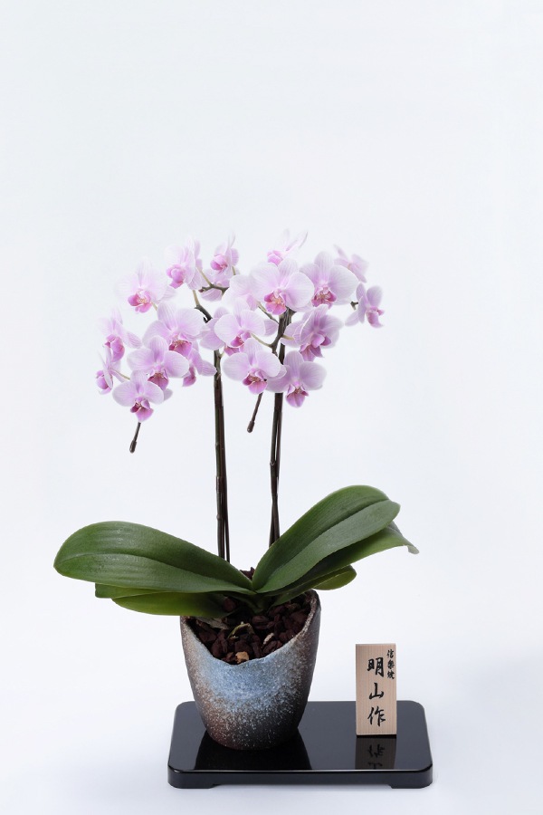 京都 ミニ胡蝶蘭 信楽焼き 薄ピンク 2本立 胡蝶蘭 フラワーギフト通販の京都花室おむろ