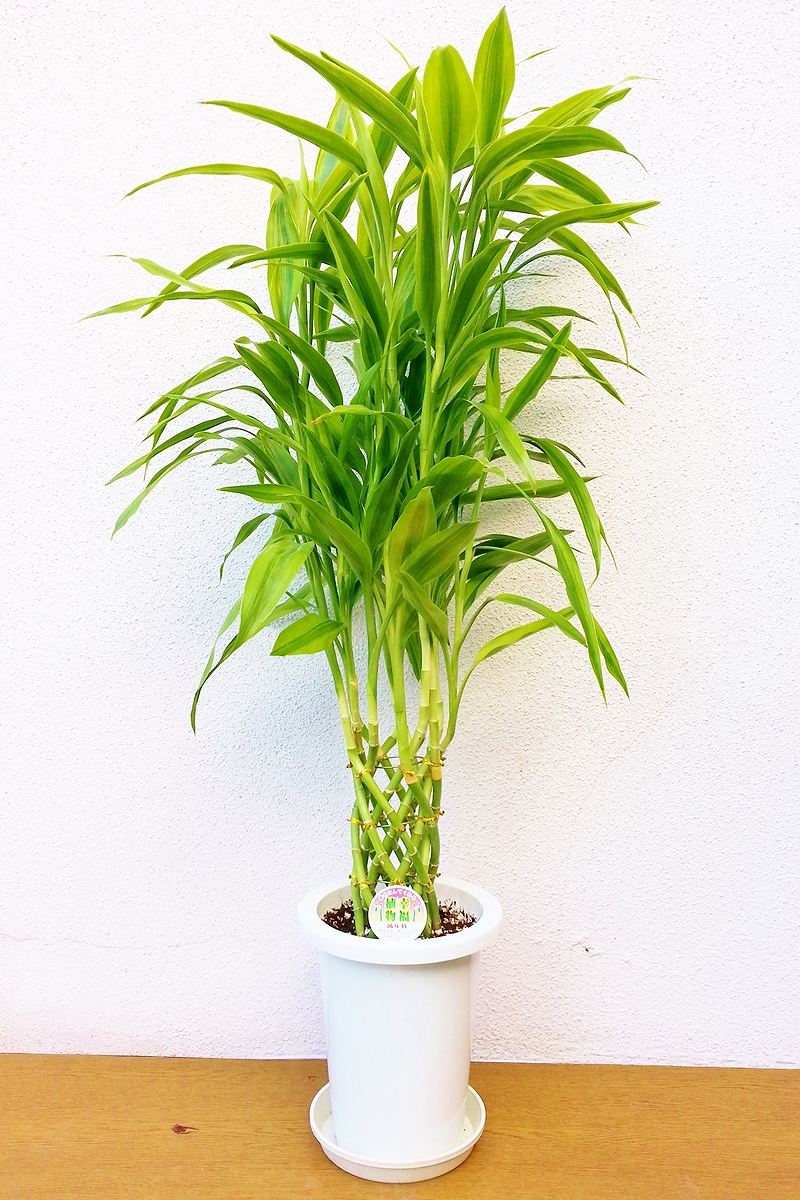 観葉植物 サンデリアーナ ゴールド 胡蝶蘭 フラワーギフト通販の京都花室おむろ
