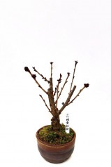 【※現在販売調整中】【数量限定】京都小鉢（ミニ盆栽）京桜シリーズ 楊貴妃桜（ようきひ）