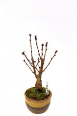 【※現在販売調整中】【数量限定】 京都小鉢（ミニ盆栽）京桜シリーズ 御殿場桜（ごてんば）