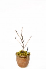 【※現在販売調整中】【数量限定】京都小鉢（ミニ盆栽）京桜シリーズ 鬱金桜（うこん）